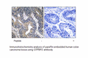 Product image for GTPBP2 Antibody