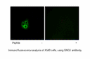 Product image for GNG5 Antibody