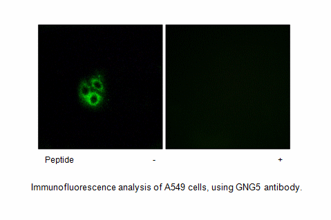 Product image for GNG5 Antibody