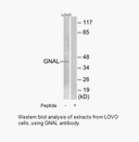 Product image for GNAL Antibody