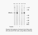 Product image for GNL3L Antibody
