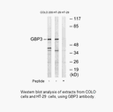 Product image for GBP3 Antibody