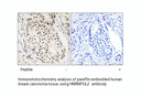 Product image for HNRNPUL2 Antibody