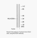 Product image for HLA-DOA Antibody