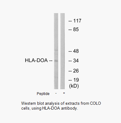 Product image for HLA-DOA Antibody