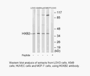 Product image for HOXB2 Antibody