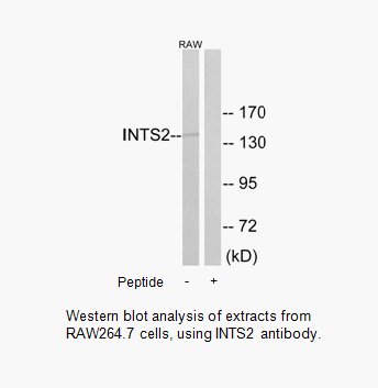 Product image for INTS2 Antibody