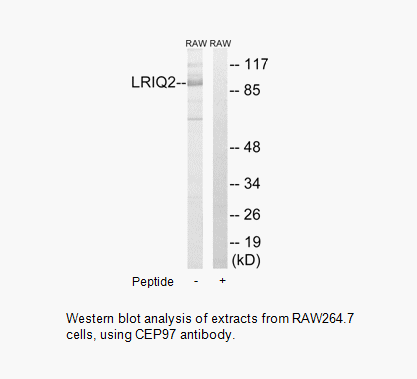 Product image for CEP97 Antibody
