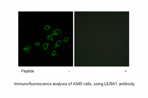 Product image for LILRA1 Antibody