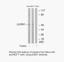 Product image for LILRA1 Antibody