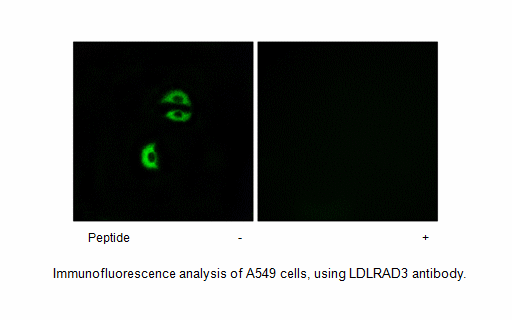 Product image for LDLRAD3 Antibody