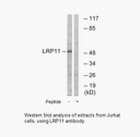 Product image for LRP11 Antibody