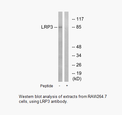 Product image for LRP3 Antibody