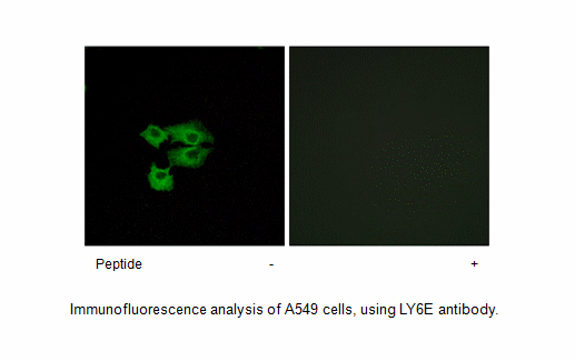 Product image for LY6E Antibody