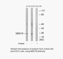Product image for MED18 Antibody