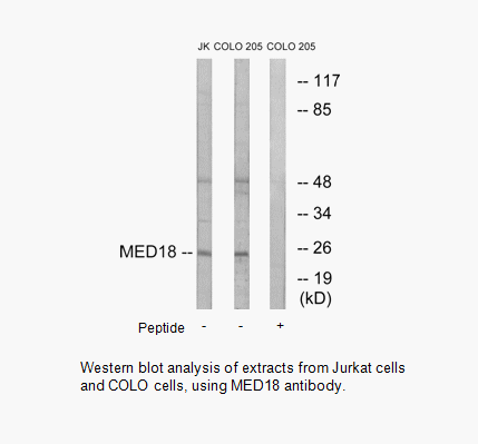 Product image for MED18 Antibody