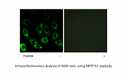 Product image for MBTPS2 Antibody