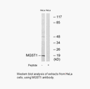 Product image for MGST1 Antibody