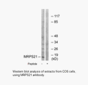 Product image for MRPS21 Antibody