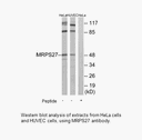 Product image for MRPS27 Antibody