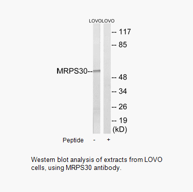 Product image for MRPS30 Antibody