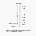 Product image for MRPS36 Antibody