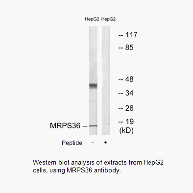Product image for MRPS36 Antibody
