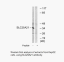 Product image for SLC25A21 Antibody