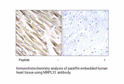Product image for MRPL33 Antibody