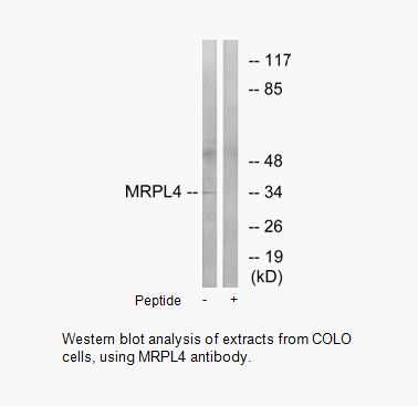 Product image for MRPL4 Antibody