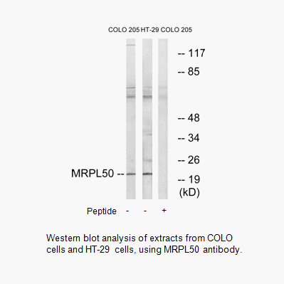 Product image for MRPL50 Antibody