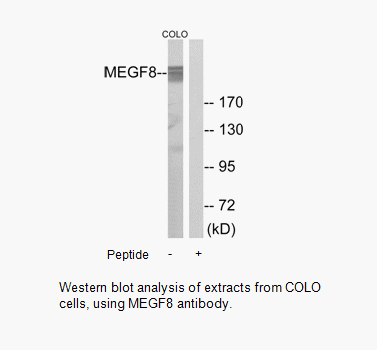Product image for MEGF8 Antibody