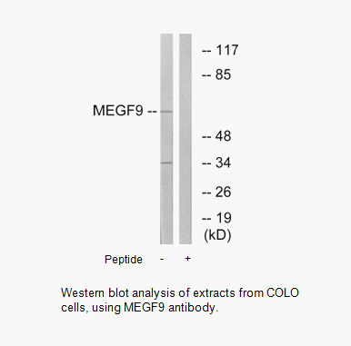 Product image for MEGF9 Antibody