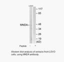 Product image for MNDA Antibody