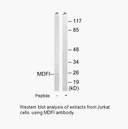 Product image for MDFI Antibody