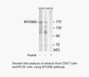 Product image for MYOM2 Antibody