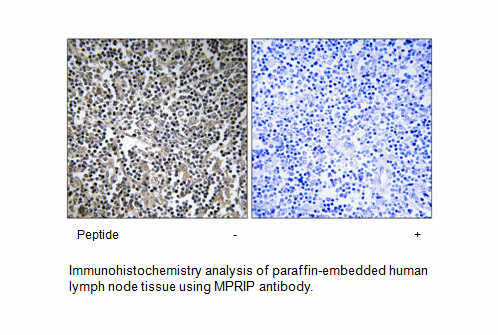 Product image for MPRIP Antibody