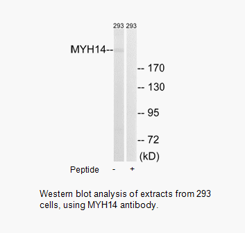 Product image for MYH14 Antibody