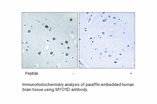 Product image for MYO1D Antibody
