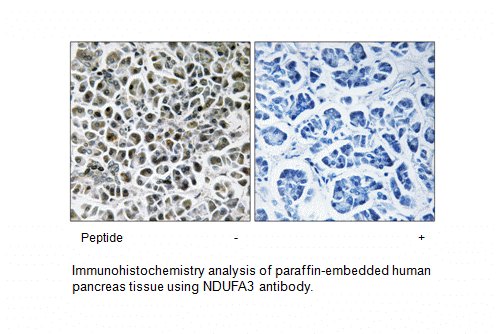 Product image for NDUFA3 Antibody