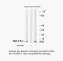 Product image for NDUFA4 Antibody