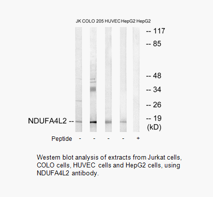 Product image for NDUFA4L2 Antibody