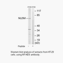 Product image for MT-ND5 Antibody