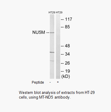 Product image for MT-ND5 Antibody
