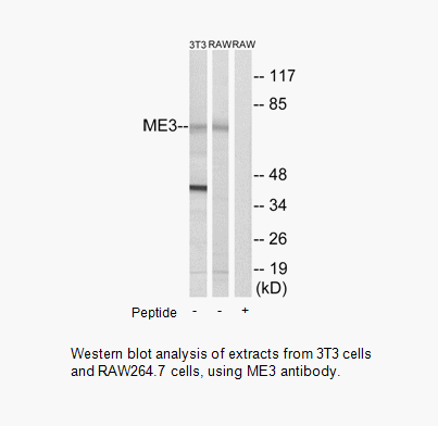 Product image for ME3 Antibody