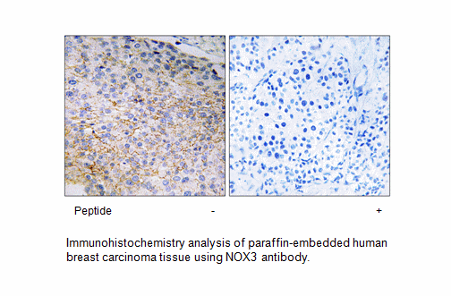 Product image for NOX3 Antibody