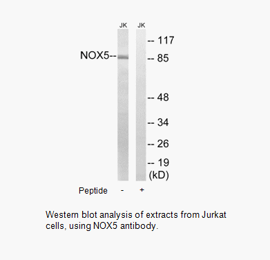 Product image for NOX5 Antibody