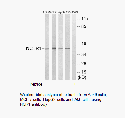 Product image for NCR1 Antibody