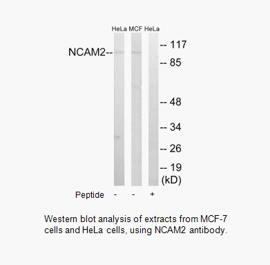 Product image for NCAM2 Antibody