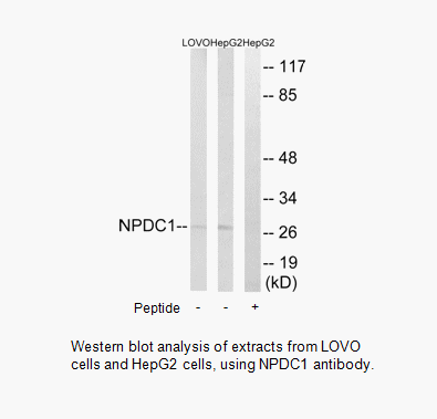 Product image for NPDC1 Antibody